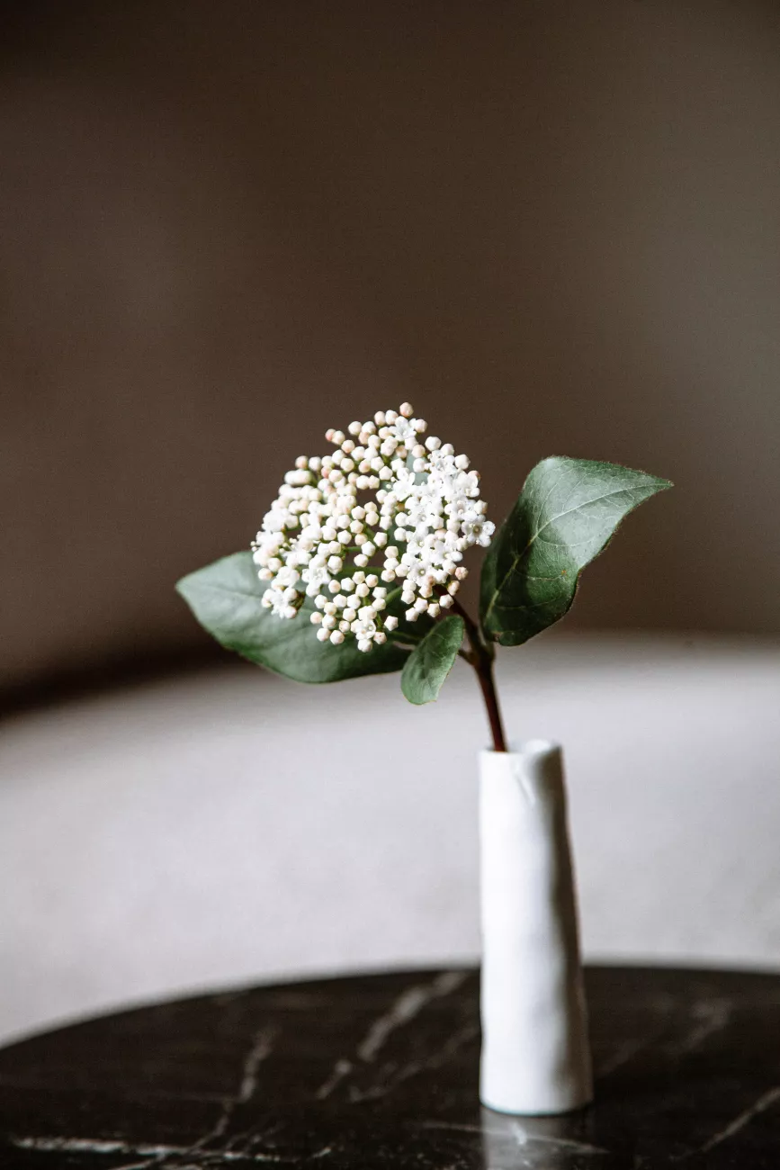 An image of a flower sitting on a table.
